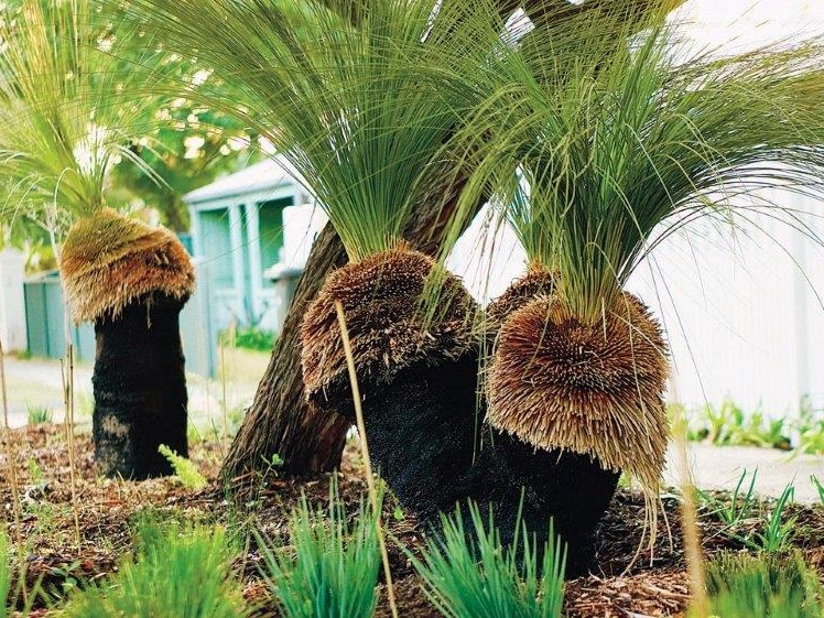 Grass Tree Plants for Spaces