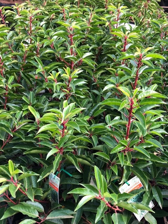 Portuguese Laurel