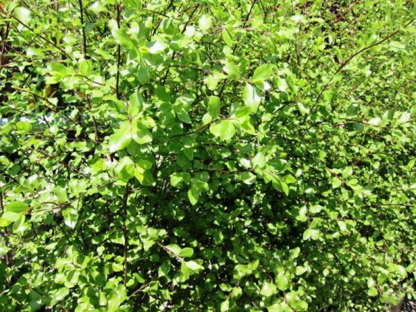 Pittosporum Silver Sheen