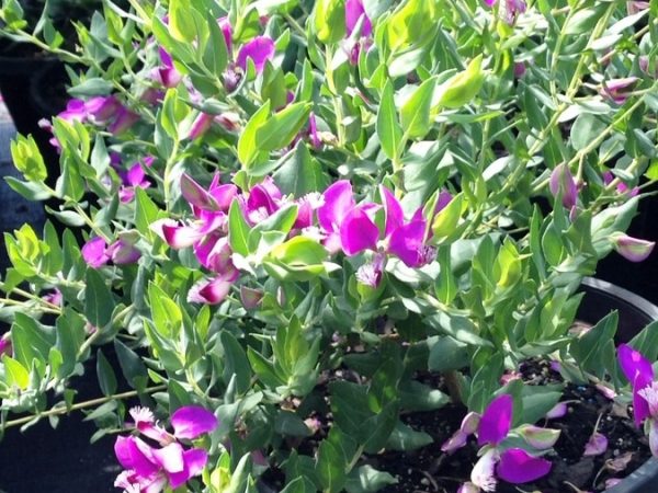 Sweet Pea Shrub