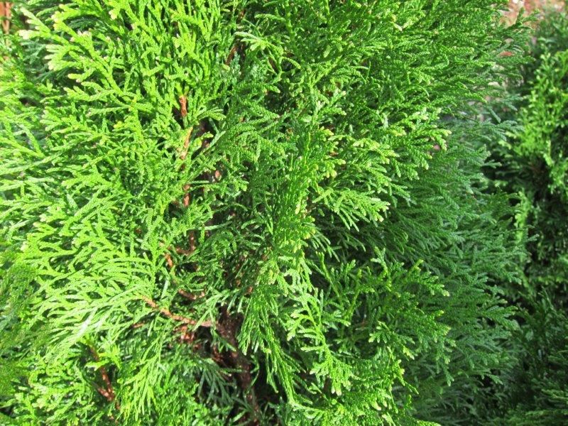 Thuja Smaragd - Plants for Spaces