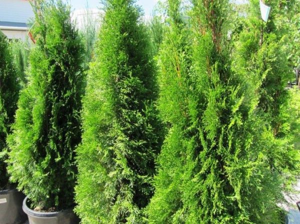 Thuja occidenalis smaragd