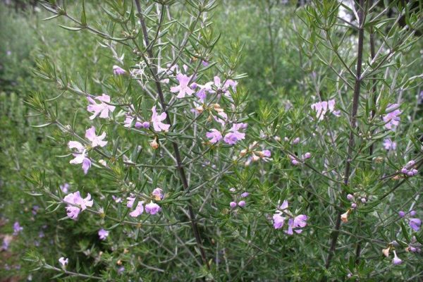 Coastal Rosemary Wynyabbie Gem