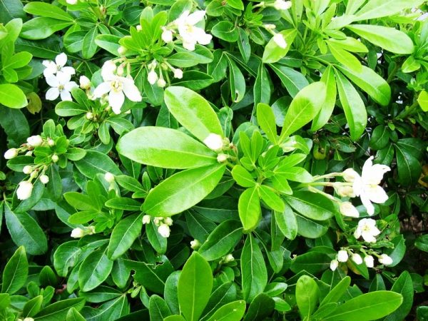 Mexican Orange Blossom