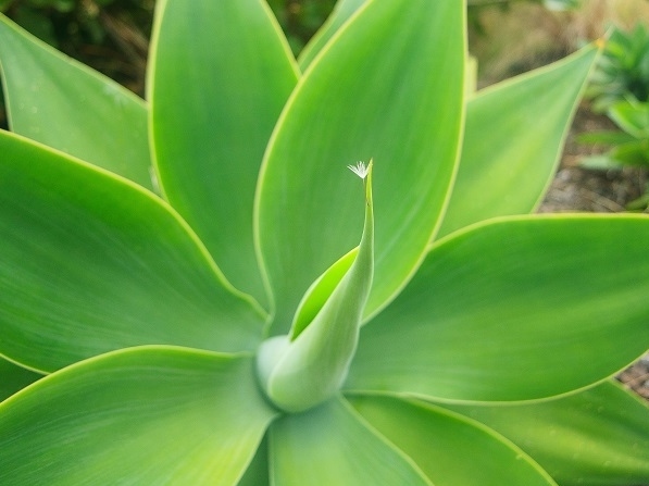 Foxtail Agave