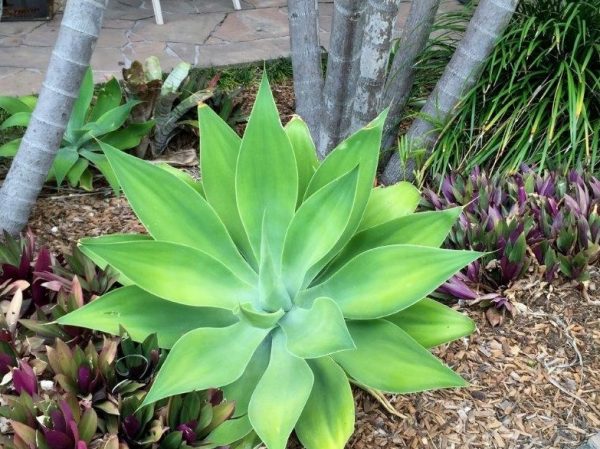 Century Plant Foxtail Agave