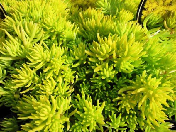 Sedum Gold Mound