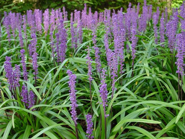 Liriope muscari Royal Purple