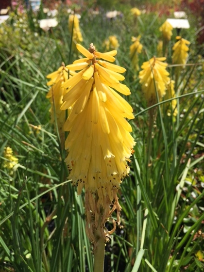 Red Hot Poker Poco Yellow