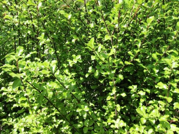 Pittosporum