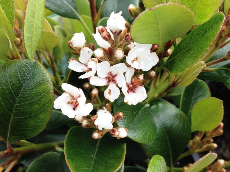 Indian Hawthorn Oriental Pearl Plants for Spaces