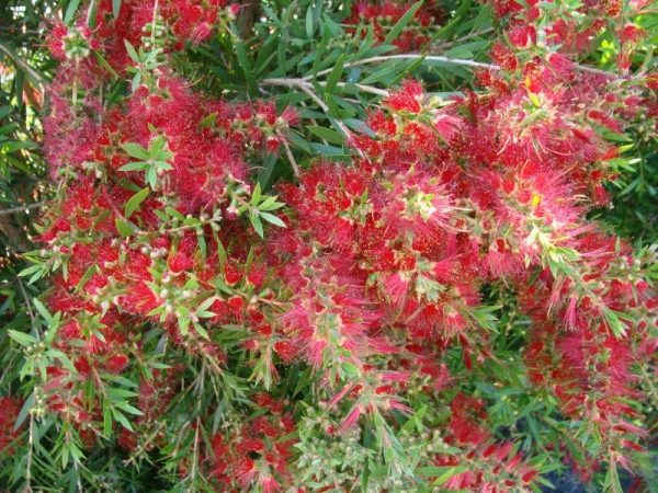 Weeping Bottlebrush