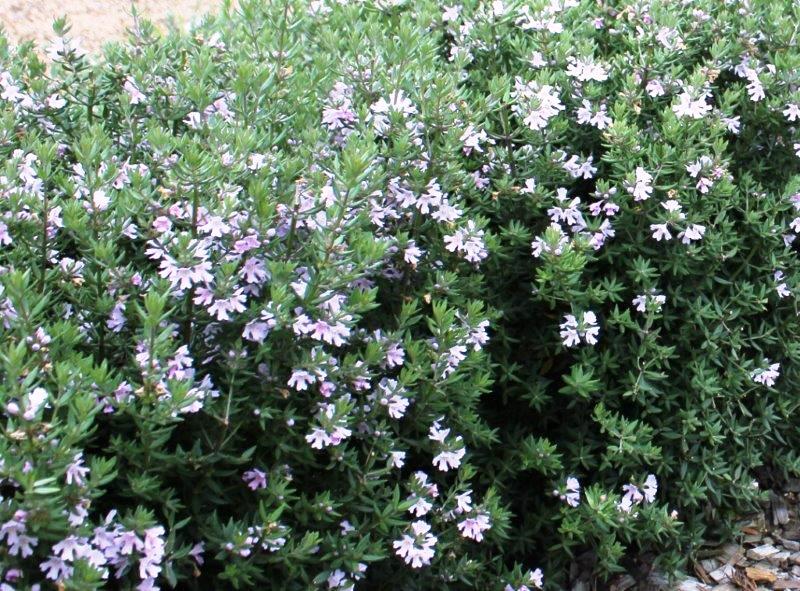 Coastal Rosemary Aussie Box Plants for Spaces