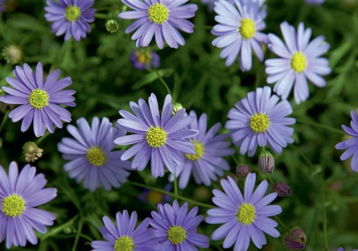 Daisy Mauve Delight