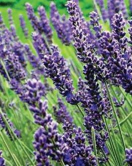 English Lavender