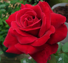 Rosa Mister Lincoln