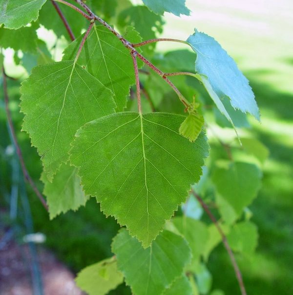 Betula Pendula Moss White