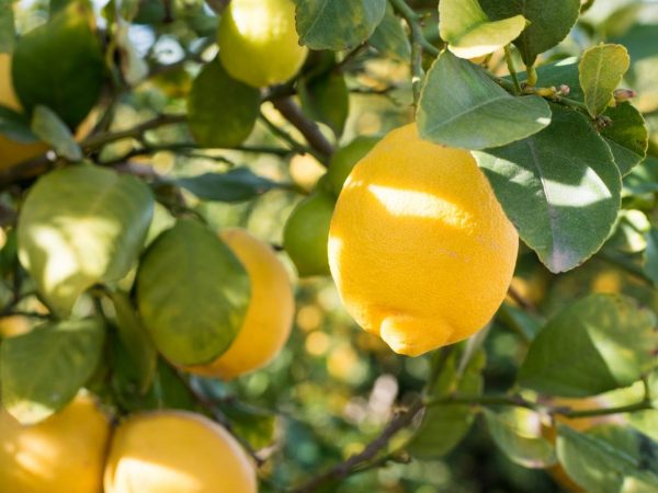 Lemon trees for sale