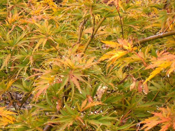 Weeping Japanese Maple Germaines Gyration