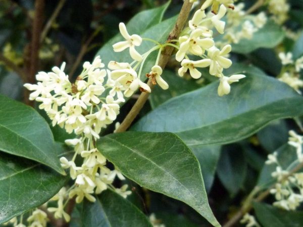 Sweet osmanthus