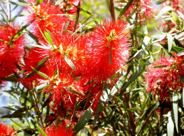 Bottlebrush Kings Park Special