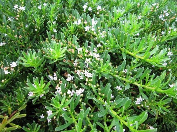 Myoporum