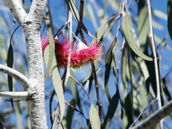 Eucalyptus Silver Princess