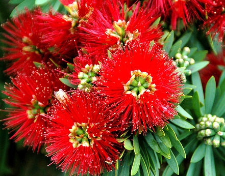 Dwarf Bottle Brush Little John