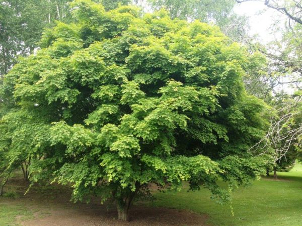 Upright Japanese Maple