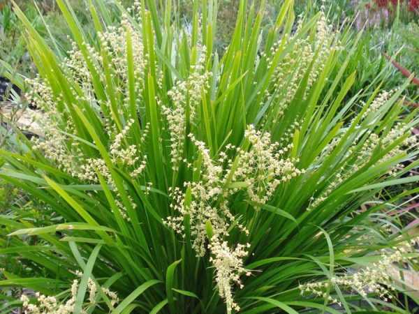 Lomandra Hystrix
