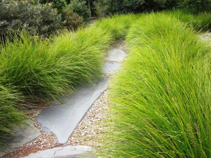 lomandra-tanika-plants-for-spaces