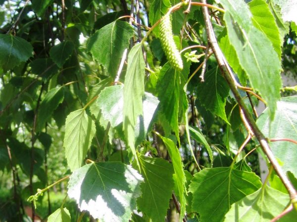 White Silver Birch