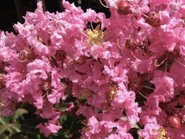 Pink Crepe Myrtle Sioux