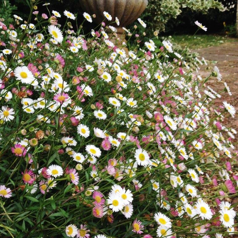 Seaside daisy cheap