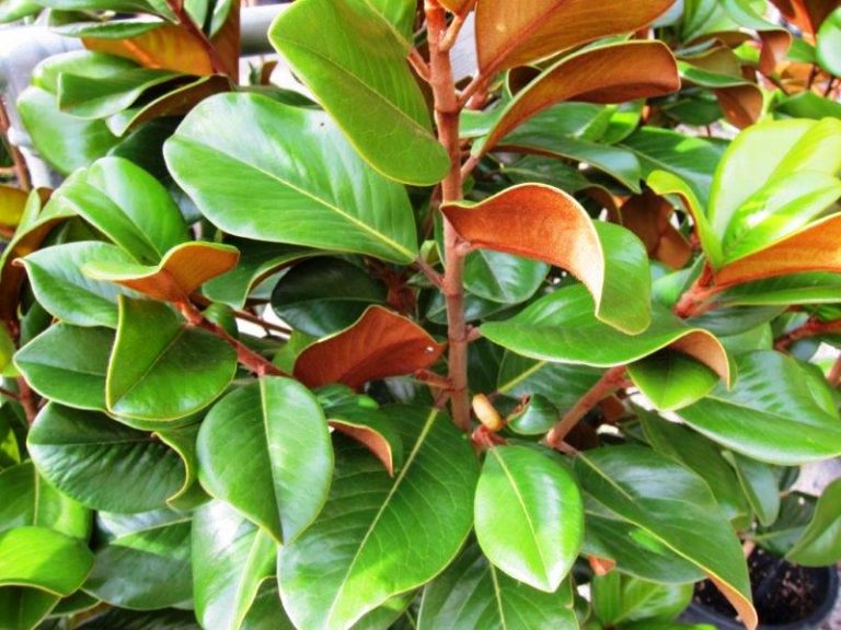 Magnolia Teddy Bear - Plants for Spaces