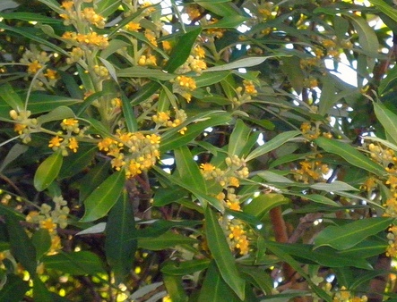 Water Gum
