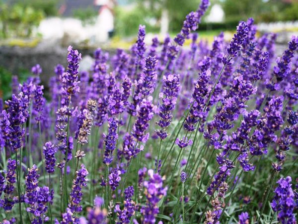 English Lavender Hidcote