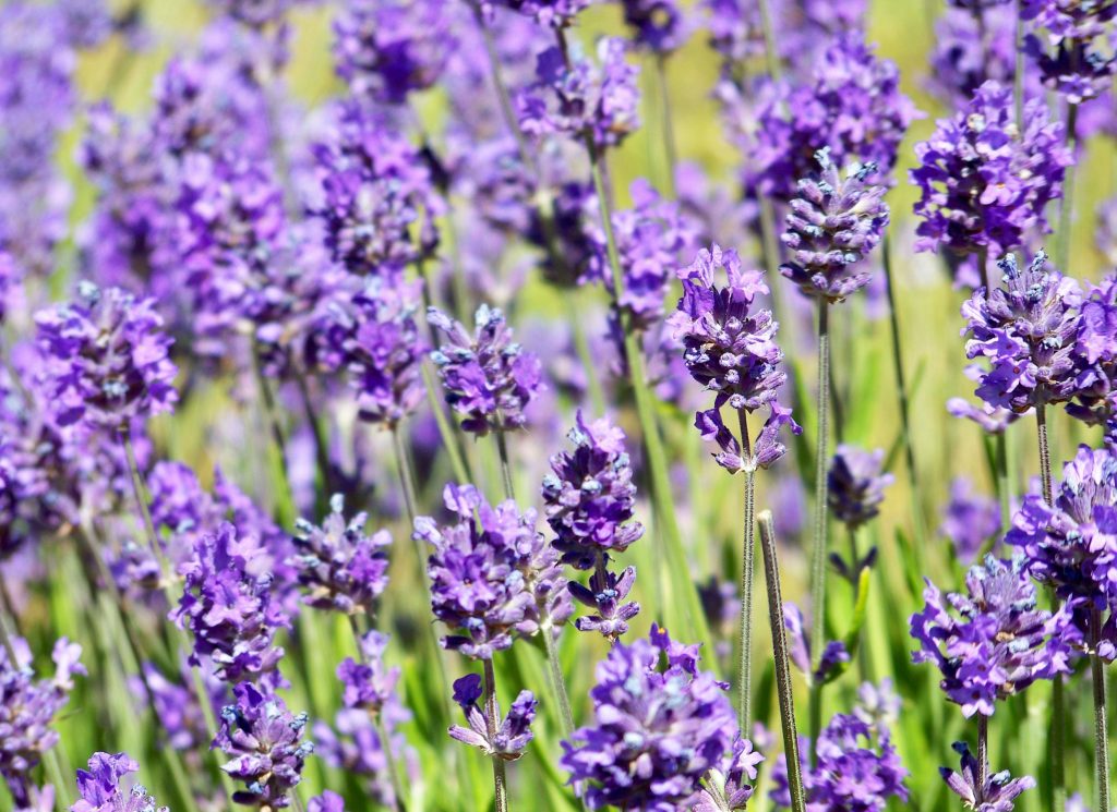 English Lavender Hidcote Plants for Spaces
