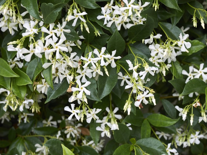 Chinese Star Jasmine Plants for Spaces
