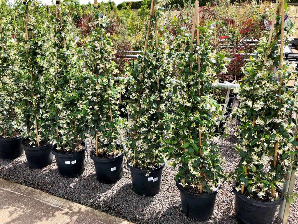 Chinese Star Jasmine Plants for Spaces