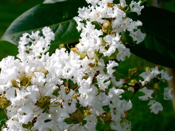 White Crepe Myrtle