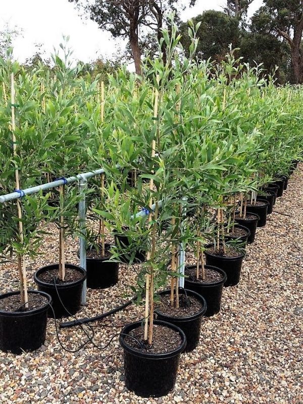 Acacia Australian Blackwood Plants for Spaces