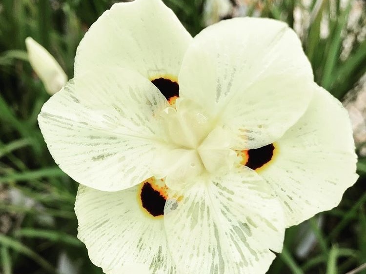 File:Fortnight lily or Morea iris -- Dietes iridioides, D. bicolor.jpg -  Wikipedia