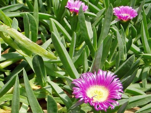 Native Pigface