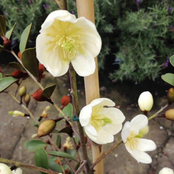 Michelia Scented Pearl