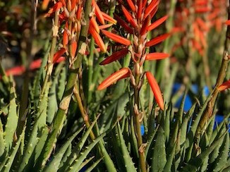 Aloe Sea Urchin