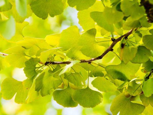 Maidenhair Tree