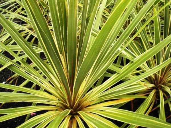 Cordyline Torbay Dazzler