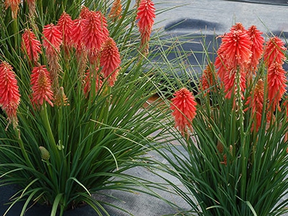 Red Hot Poker Poco Red