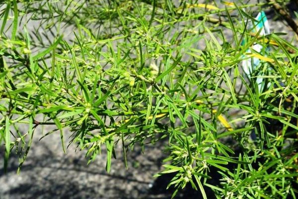 Coastal Rosemary Long Leaf